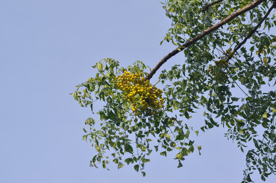 Chinaberry Fruit Cluster