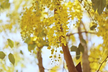 Macro of yellow flower outdoor nature blur background