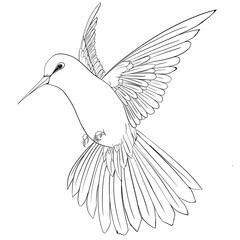 Simple hummingbird illustration