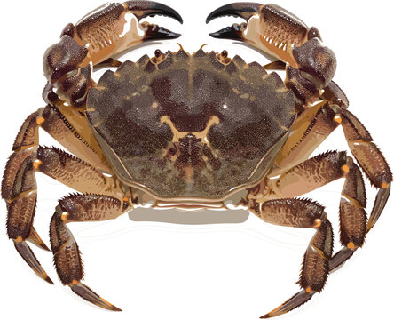 Highly Detailed Realistic Vector Illustration of a Brown European Edible Crab (Cancer pagurus) for Seafood, Marine Life, or Coastal Themed Design Projects on a White Background.