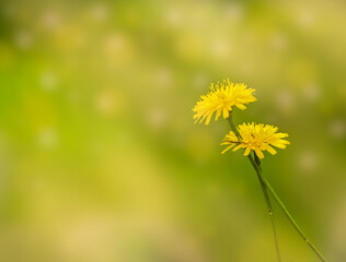 two dandelions on a yellow-green background