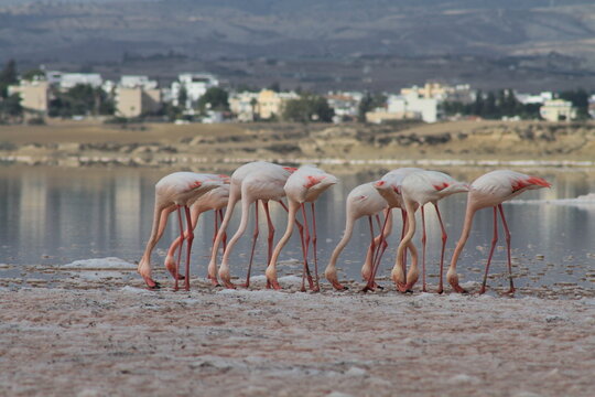 Group of pink flamingos feeding on lake in front of city in Cyprus