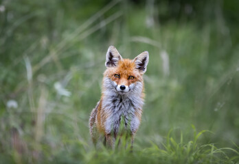 Red fox standing in green grass in natural habitat. © Tomas