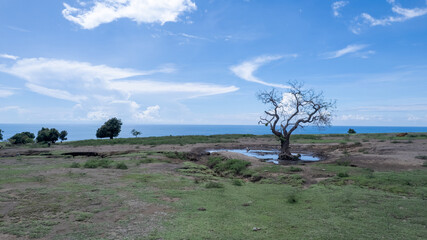 Obraz premium A striking silhouette of a bare, solitary tree standing near a puddle on a dry, grassy savannah with a blue ocean horizon. 
