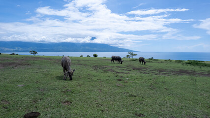 A wide shot of water buffaloes (Asian Bubalus Bubalis) grazing on a green coastal savanna. The majestic Mount Inerie volcano is partially shrouded by clouds above the calm blue ocean horizon.