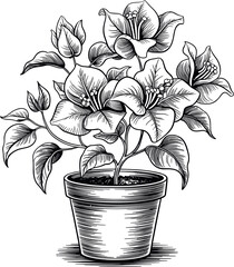 Vintage Engraving Potted Bougainvillea Flower Plant Vector Illustration
