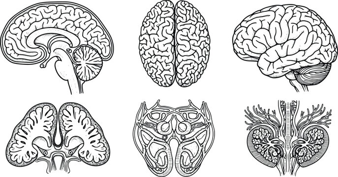 Human Brain Anatomy Illustration Set Showing Different Views and Cross Sections in Line Art