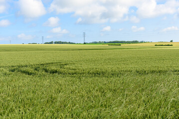 Wheat fields in the coutryside of France in summer. High voltage power lines and pylons are visible in distance.