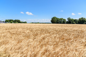 Barley field under clear blue sky in the countryside of France in summer