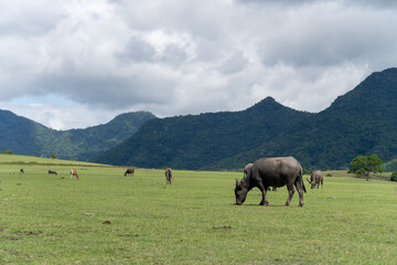 Fototapeta premium A collection of photos featuring large water buffaloes (Asian Bubalus Bubalis) peacefully grazing on wide, green coastal and mountain savannas in Indonesia under dramatic sky conditions. 