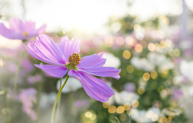 Beautiful cosmos flowers in the garden with bokeh background.