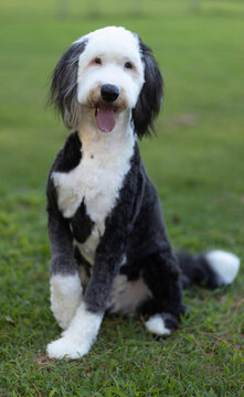 Happy sheepadoodle waiting on green grass for its owner to play