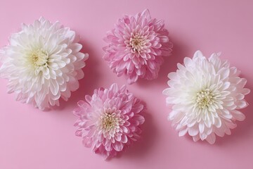 Four chrysanthemums in varying shades of pink and white on a solid pink background