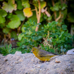 amarillo en el desierto. 