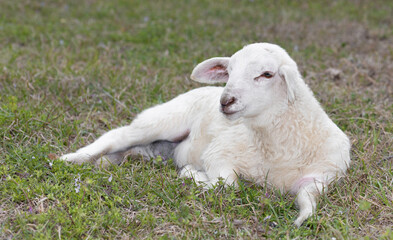 White lamb on the grass
