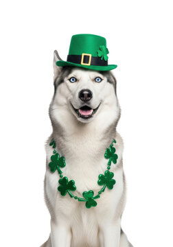 Siberian husky dog with ice-blue eyes wearing an emerald leprechaun hat and shamrock necklace, sitting on a transparent studio backdrop with ample copy space. Concept for st. patrick's day advertising
