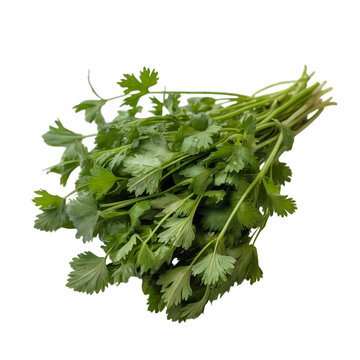 Fresh Organic Cilantro Herbs Bunch Isolated