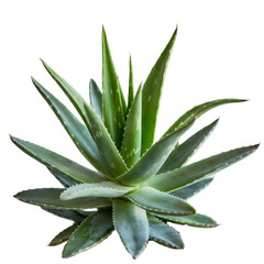 Fototapeta premium Fresh Green Aloe Vera Succulent Plant Isolated