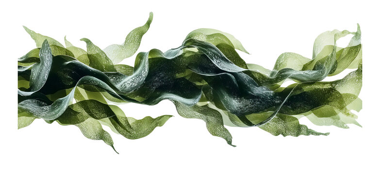 seaweed in the shape of waves, green and black color palette, isolated on a white background, in the style of nene thomas, highly detailed, no shadows. 