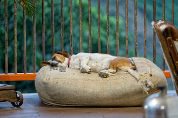 Dog sleeping on a colombian coffee bag.