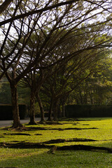 Fototapeta premium Trees casting shadows on park grass, sunlight through branches. Concept: peaceful nature background