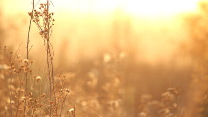 Close up of cobwebs on dry grass foggy summer morning. Autumn background.