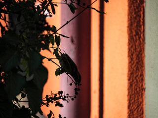 silhouette of a bird