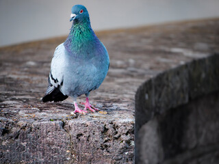 pigeon on the stone
