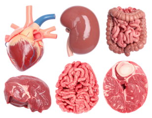 Detailed Anatomical Illustrations of Human Internal Organs Set Against a Transparent Background