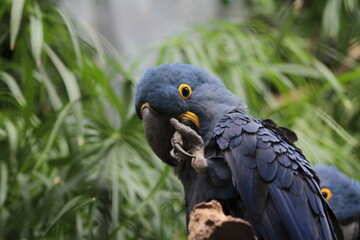 Hyacint macaw showing natural behaivour © Marek