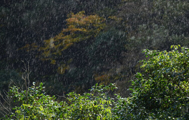 時雨降る
