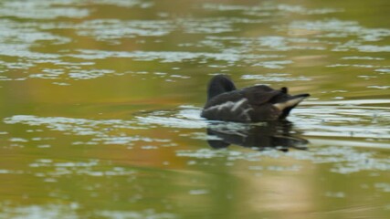 Wading Bird Swimming in Shallow Water - Natural Wildlife Close-up
