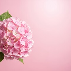 Fototapeta premium Large bloom of vibrant pink hydrangea blossom rests against a soft, pale background