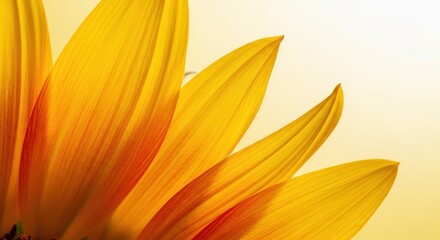 Obraz premium Close up of vibrant yellow and orange flower petals backlit by bright light