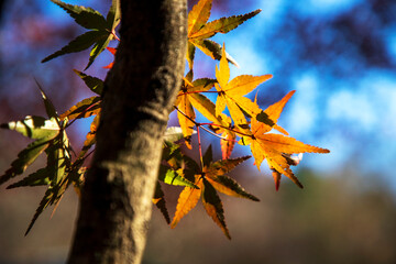 단풍나무, 춘천