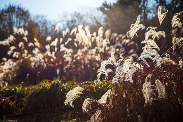 가을풍경, 춘천