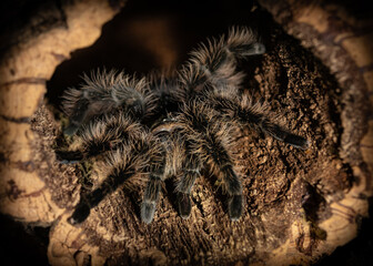 Curly hair tarantula on his tunnel.