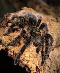 Curly hair tarantula on his bark.