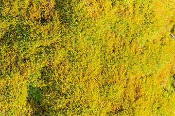 Vibrant green moss creates a natural, textured background. Rich organic detail and soft texture make this image ideal for projects focusing on nature, ecology, sustainability, wellness.