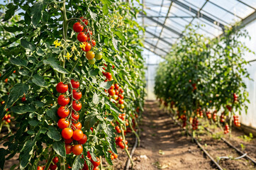 Ripe tomatoes in clusters growing on plants inside a greenhouse, with neat rows of tomato bushes stretching into the background.