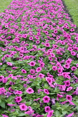 Bright pink or magenta petunias are blooming in the garden. The trumpet, funnel-shaped flowers have 5 petals. Petunia hybrida Vilm tobacco-like leaves . Hybrid between P. axillaris and P. integrifolia
