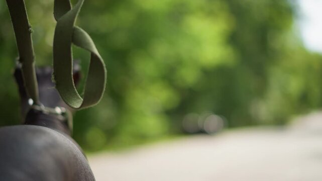 Quiet Hairless Dog Profile On Open Path By Road. Calm Posture With Head Low And Leash Slack, Distant Trees And Soft Light, Evokes Reflective Pet Moment For Lifestyle And Relaxation Projects.