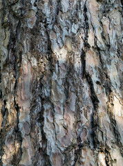 Close-up of Pitsunda pine (Pinus brutia pityusa) species of Calabrian or Turkish Pine (Pinus brutia) bark