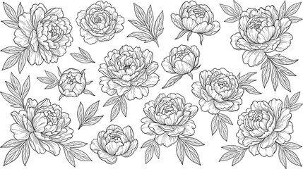 Hand drawn peony flower line art collection with leaves and buds, illustrating elegant botanical illustration elements for floral design and decoration © VectoBloom