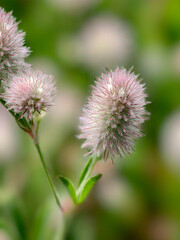 Close-up of fluffy meadow plant flowers, natural green background and gentle bokeh.
