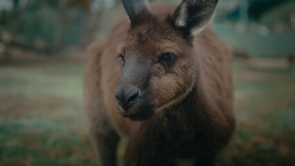 Fototapeta premium A cute wallaby was captured in a lush outdoor setting, amidst vibrant nature