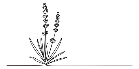 Elegant continuous line art drawing of a lavender plant with stems and leaves Vector, illustration