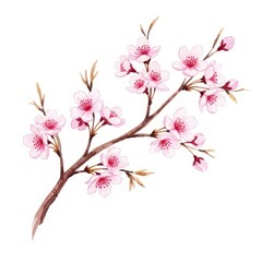 Fototapeta premium Delicate pink blossoms bloom beautifully along a brown woody stem