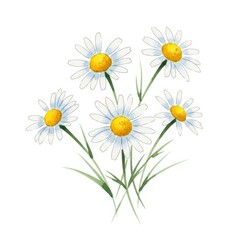 Obraz premium Five white daisies with yellow centers bloom together in a delicate watercolor style