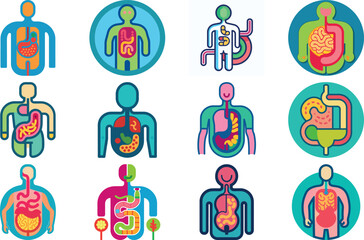 Human Anatomy Icon Set Featuring Heart, Liver, Kidney, Lungs, Intestine, Digestive System, Muscular System, Nervous System and Internal Organs &ndash; Flat Medical Vector Illustration for Healthcare, Educat
